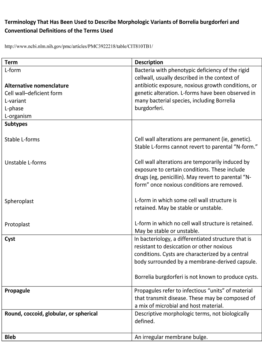 borrelia burgdorferi terminology