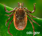 western blacklegged deer tick