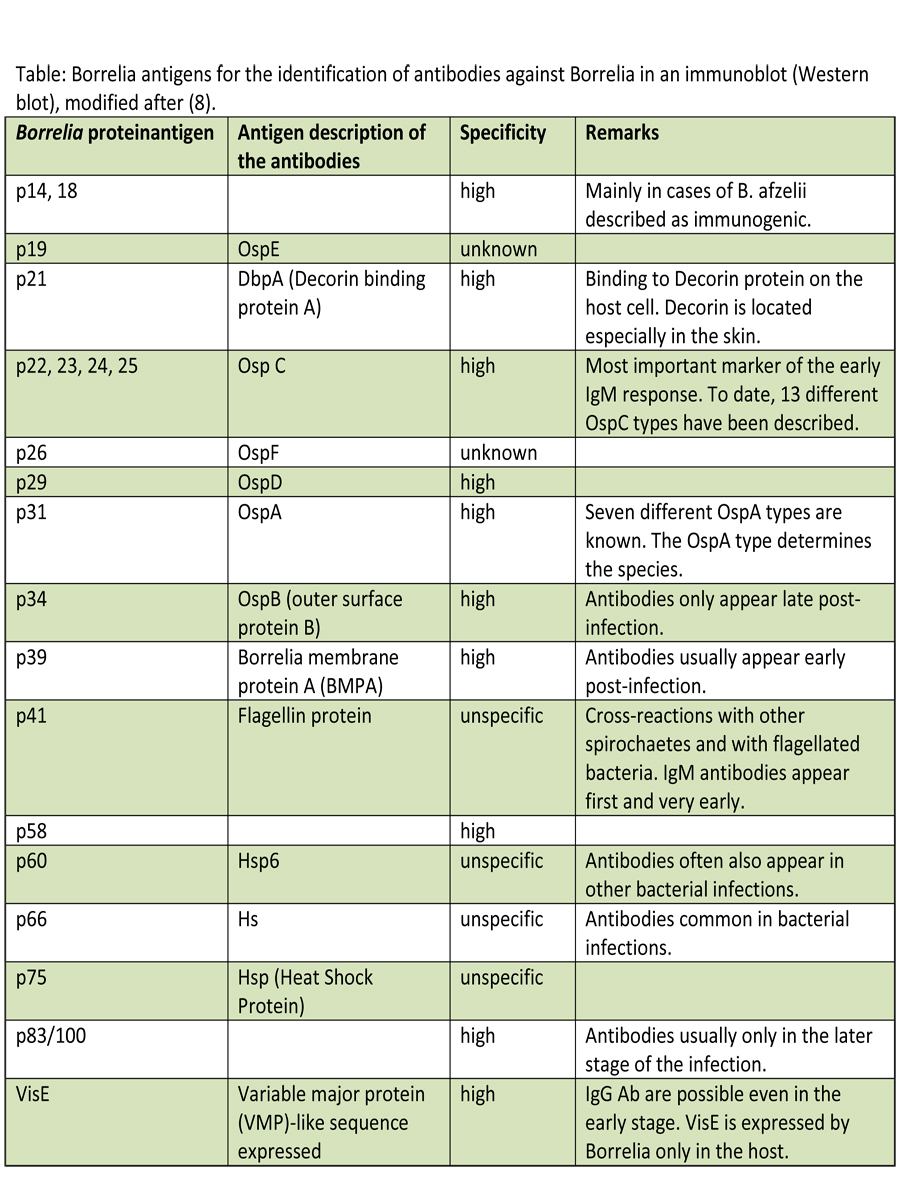 lyme western blot table